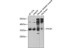 Western blot analysis of extracts of various cell lines, using PYCR1 antibody (ABIN6133044, ABIN6146518, ABIN6146520 and ABIN6222710) at 1:1000 dilution. (PYCR1 antibody  (AA 1-319))