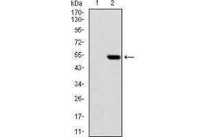 Western blot analysis using PHC1 mAb against HEK293 (1) and PHC1 (AA: 758-1004)-hIgGFc transfected HEK293 (2) cell lysate. (PHC1 antibody  (AA 758-1004))