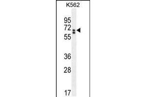 Western blot analysis in K562 cell line lysates (35ug/lane). (CLIP3 antibody  (C-Term))
