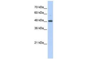 Image no. 1 for anti-Abhydrolase Domain Containing 2 (ABHD2) (AA 351-400) antibody (ABIN6740524) (ABHD2 antibody  (AA 351-400))