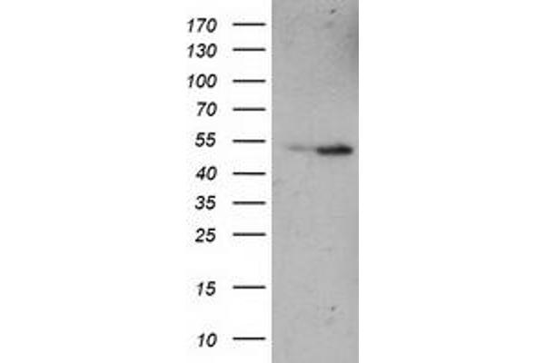 ETF1 antibody