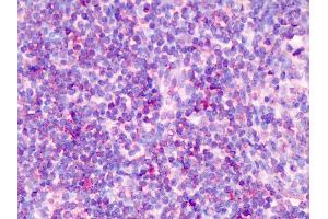 Anti-TCF7 antibody IHC of human tonsil. (TCF7 antibody  (AA 228-277))