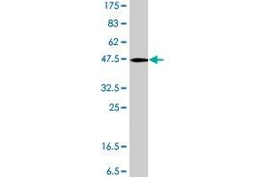 PPIH antibody  (AA 1-177)