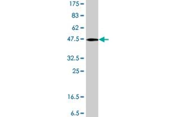 PPIH antibody  (AA 1-177)