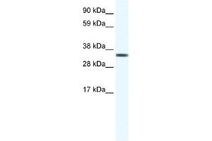 WB Suggested Anti-TCEA1 Antibody Titration:  1. (TCEA1 antibody  (Middle Region))