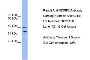 WB Suggested Anti-NDFIP2  Antibody Titration: 0. (NDFIP2 antibody  (Middle Region))