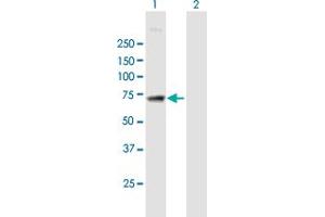Western Blot analysis of MAN1A2 expression in transfected 293T cell line by MAN1A2 MaxPab polyclonal antibody. (MAN1A2 antibody  (AA 1-641))