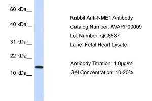 NME1 antibody - N-terminal region (AV) validated by WB using Fetal Heart Lysate at 1ug/ml. (NME1 antibody  (N-Term))