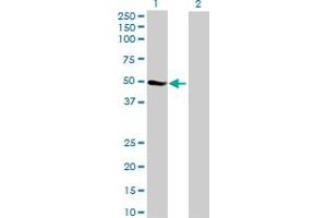 Western Blot analysis of ZNF718 expression in transfected 293T cell line by ZNF718 MaxPab polyclonal antibody. (ZNF718 antibody  (AA 1-478))