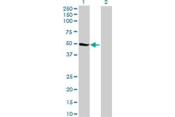 ZNF718 antibody  (AA 1-478)