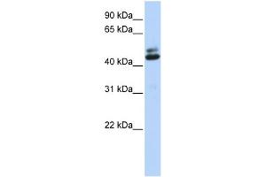 WB Suggested Anti-A2BP1 Antibody Titration: 0. (A2BP1 antibody  (Middle Region))