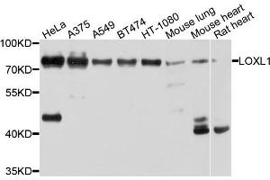 Western blot analysis of extracts of various cells, using LOXL1 antibody.