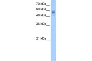 Western Blotting (WB) image for anti-Vitamin K-dependent protein C (PROC) antibody (ABIN2462458) (PROC antibody)