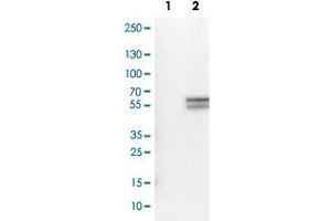 Western Blot analysis of Lane 1: negative control (vector only transfected HEK293T cell lysate) and Lane 2: over-expression lysate (co-expressed with a C-terminal myc-DDK tag in mammalian HEK293T cells) with CD4 monoclonal antibody, clone CL0395 . (CD4 antibody)