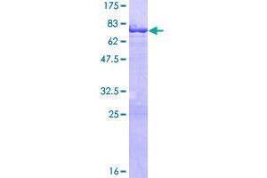 TEKT1 Protein (AA 1-418) (GST tag)