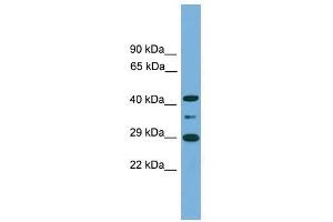 ENOPH1 antibody used at 0. (MASA antibody  (Middle Region))