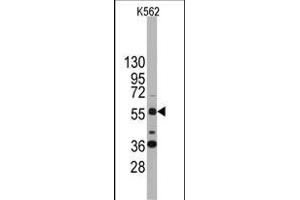 Western blot analysis of anti-SOX9 Antibody (N-term) (ABIN388162 and ABIN2846958) in K562 cell line lysates (35 μg/lane).