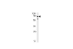 Ubiquilin1 Antibody  (ABIN388966 and ABIN2837881) western blot analysis in SH-SY5Y cell line lysates (35 μg/lane). (Ubiquilin 1 antibody  (AA 296-326))