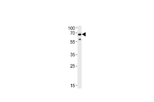 Ubiquilin 1 antibody  (AA 296-326)