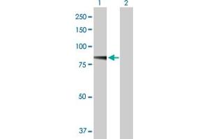 Western Blot analysis of ADAM21 expression in transfected 293T cell line by ADAM21 MaxPab polyclonal antibody.
