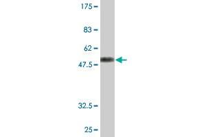 Western Blot detection against Immunogen (52. (MS4A6A antibody  (AA 1-248))