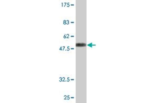 MS4A6A antibody  (AA 1-248)