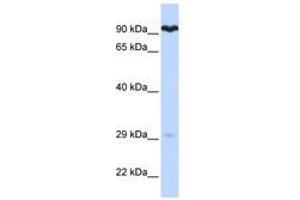 Image no. 1 for anti-Suppressor of Var1, 3-Like 1 (SUPV3L1) (AA 72-121) antibody (ABIN6740487) (SUPV3L1 antibody  (AA 72-121))