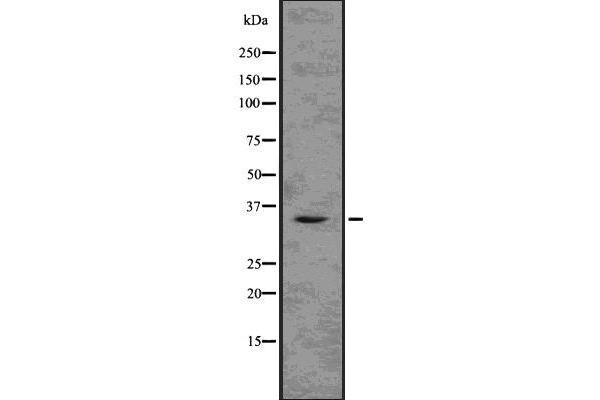 TMX2 antibody  (N-Term)
