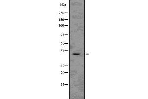 TMX2 antibody  (N-Term)