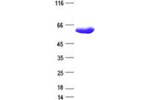 Western Blotting (WB) image for BAI1-Associated Protein 2 (BAIAP2) protein (DYKDDDDK Tag) (ABIN2715143)