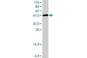 Western Blot detection against Immunogen (37. (LAP3 antibody  (AA 420-519))