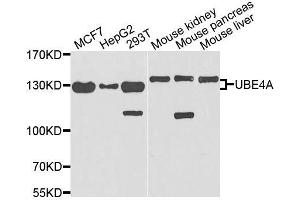Western blot analysis of extracts of various cell lines, using UBE4A antibody. (UBE4A antibody  (AA 797-1066))