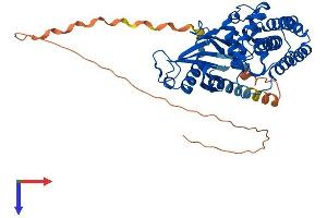 Choline Kinase alpha Protein (CHKA) (AA 1-457) (His tag)