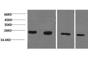 Western Blot analysis of 1) Jurkat, 2)293T, 3)Rat liver, 4)3T3 using PPIB Monoclonal Antibody at dilution of 1:2000. (PPIB antibody)