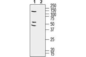 Western blot analysis of human SH-SY5Y neuroblastoma cell line lysate: - 1. (RIC3 antibody  (C-Term, Intracellular))