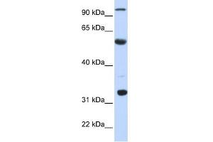 WB Suggested Anti-APOBEC1 Antibody Titration:  0. (APOBEC1 antibody  (N-Term))