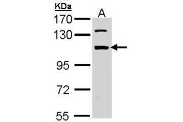 RBM28 antibody  (C-Term)
