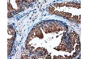 Immunohistochemical staining of paraffin-embedded pancreas tissue using anti-HSP90AA1mouse monoclonal antibody.