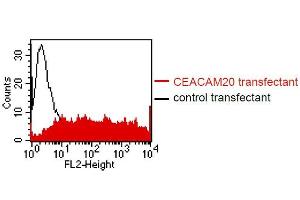 FACS analysis of BOSC23 cells using HT-12D8. (CEACAM20 antibody)