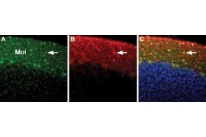 Expression of NCX3 in rat cerebellum - Immunohistochemical staining of immersion-fixed, free floating rat brain frozen sections using Anti-NCX3 (SLC8A3) Antibody (ABIN7043756, ABIN7044879 and ABIN7044880), (1:100). (SLC8A3 antibody  (3rd Intracellular Loop))
