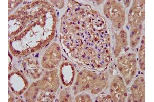 IHC image of ABIN7150389 diluted at 1:400 and staining in paraffin-embedded human kidney tissue performed on a Leica BondTM system. (RFXANK antibody  (AA 3-84))