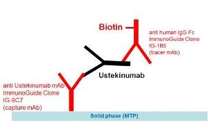 Image no. 1 for Ustekinumab Specific ELISA Kit (ABIN5608475)