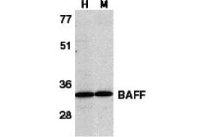 Western Blotting (WB) image for anti-Tumor Necrosis Factor (Ligand) Superfamily, Member 13b (TNFSF13B) (C-Term) antibody (ABIN1030279) (BAFF antibody  (C-Term))