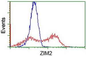 HEK293T cells transfected with either RC211188 overexpress plasmid (Red) or empty vector control plasmid (Blue) were immunostained by anti-ZIM2 antibody (ABIN2453802), and then analyzed by flow cytometry. (ZIM2 antibody  (AA 1-150, AA 428-527))
