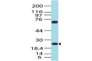 Image no. 1 for anti-Germinal Center Expressed Transcript 2 (GCET2) antibody (ABIN5026989) (GCET2 antibody)