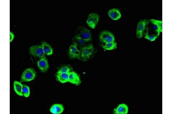 TBC1D9B antibody  (AA 724-1023)
