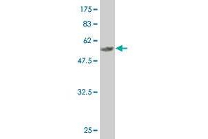 Western Blot detection against Immunogen (59. (MEOX2 antibody  (AA 1-303))