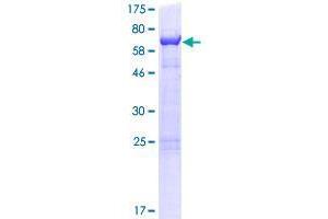 CUEDC1 Protein (AA 1-386) (GST tag)