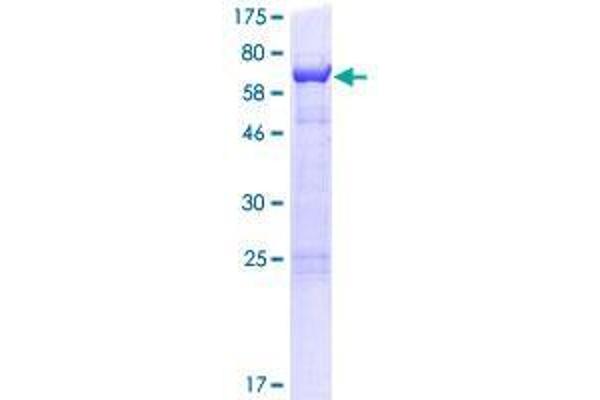 CUEDC1 Protein (AA 1-386) (GST tag)