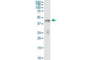 Immunoprecipitation of INPP1 transfected lysate using anti-INPP1 MaxPab rabbit polyclonal antibody and Protein A Magnetic Bead , and immunoblotted with INPP1 purified MaxPab mouse polyclonal antibody (B01P) . (INPP1 antibody  (AA 1-399))